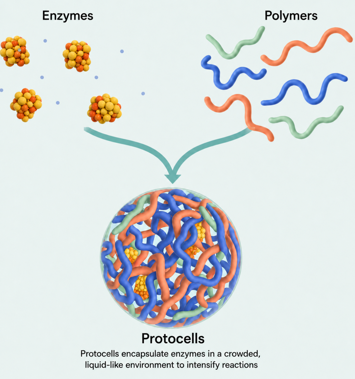 Enzymes and polymers assembling into protocells